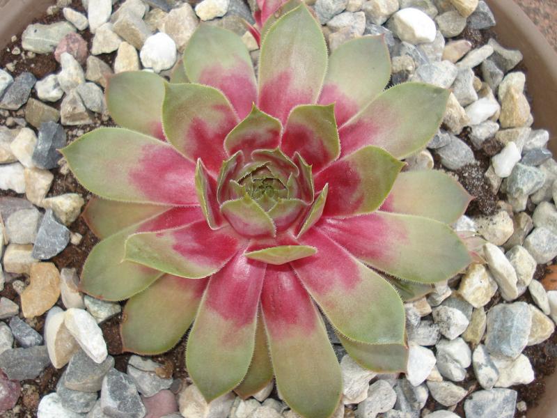 Tickled Pink