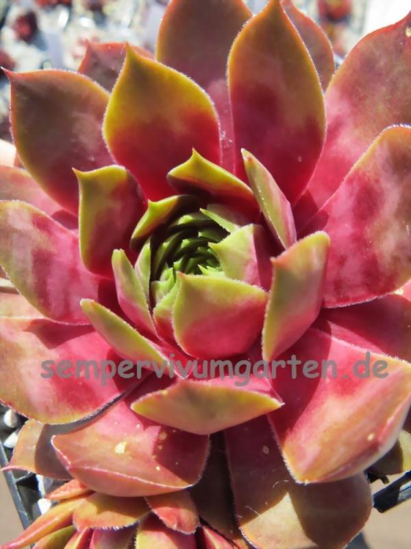 Tickled Pink