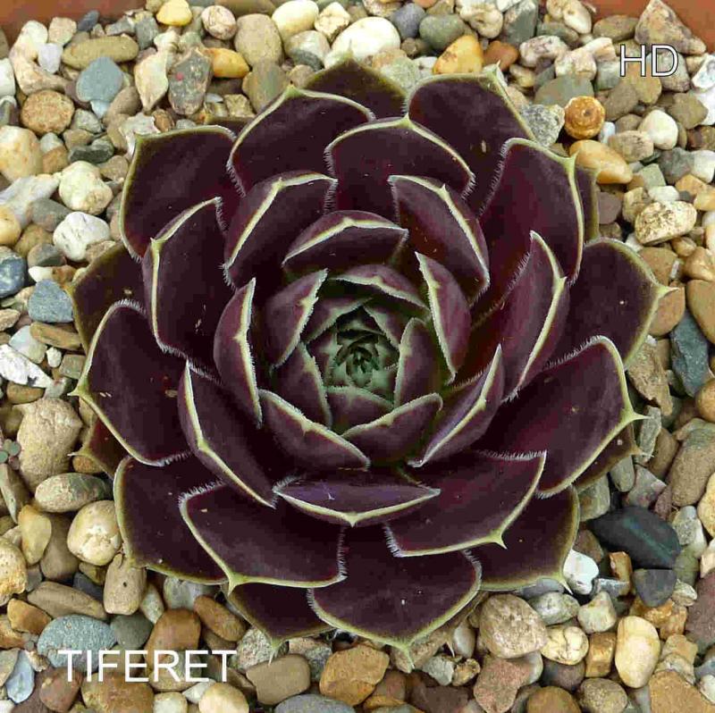 Tiferet / Jovi
