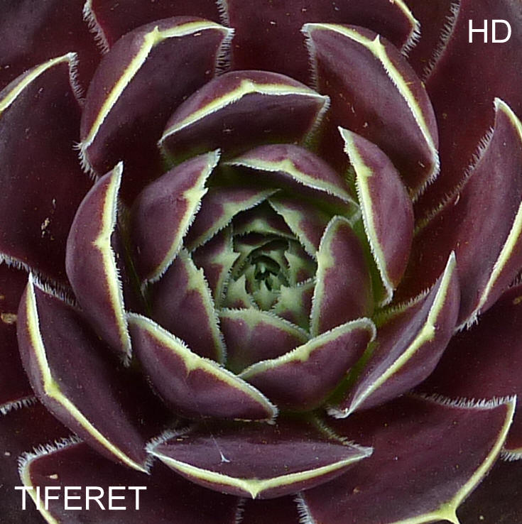 Tiferet / Jovi