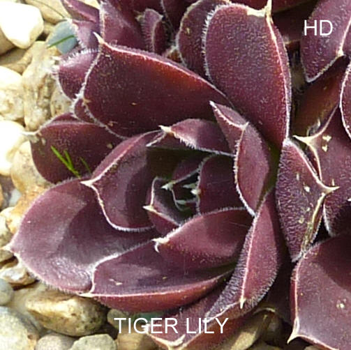 Tiger Lily / Jovi