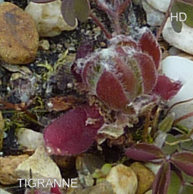 Tigranne