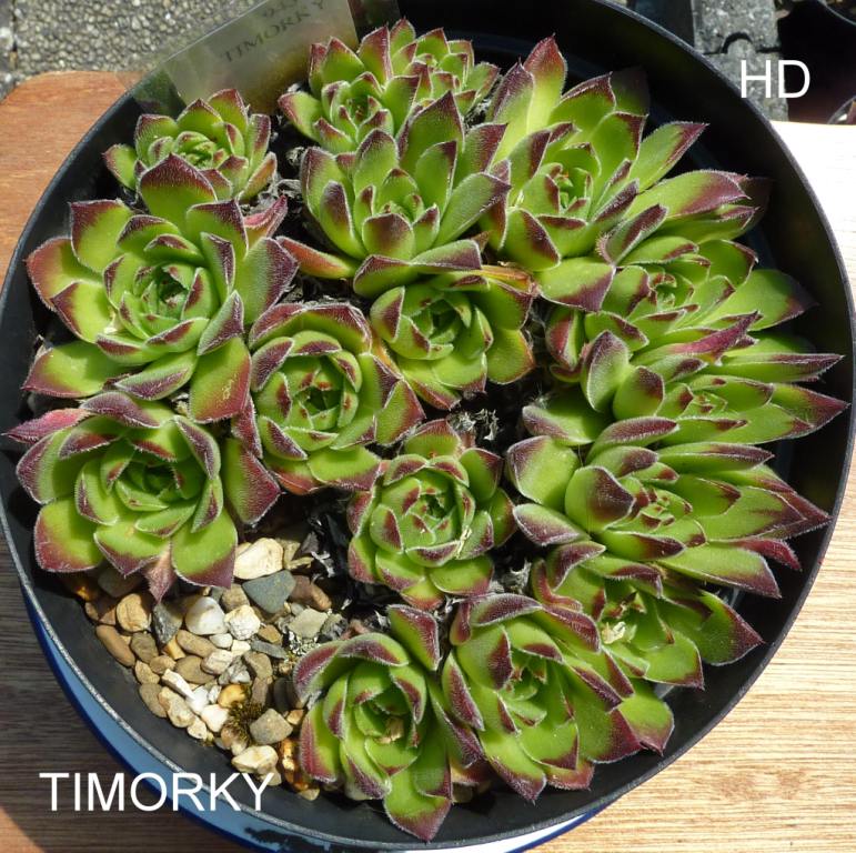 Timorky / Jovi