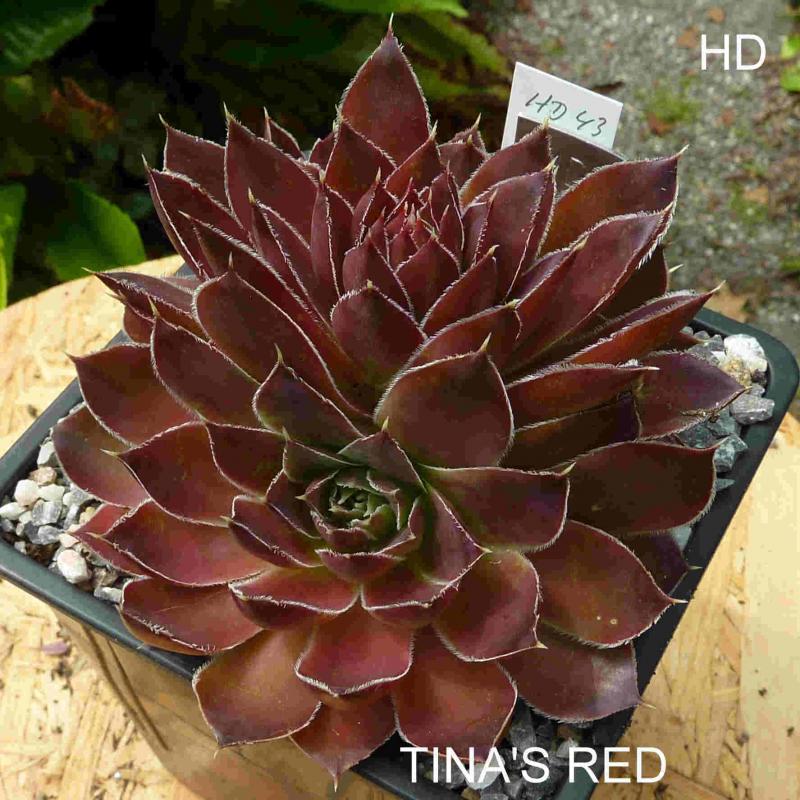 Tina's Red / Jovi