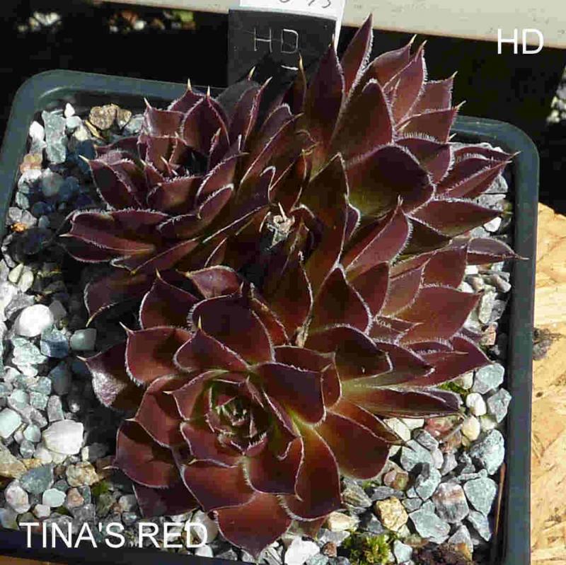 Tina's Red / Jovi