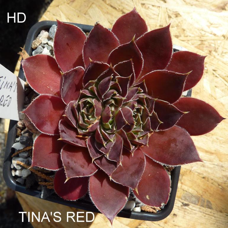Tina's Red / Jovi