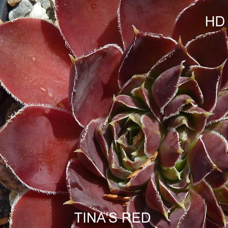 Tina's Red / Jovi
