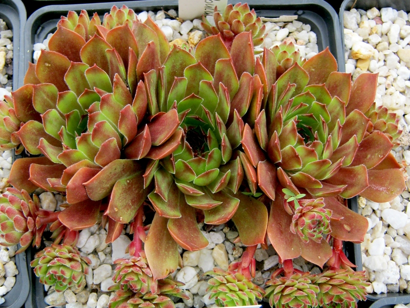 Tintinabulum