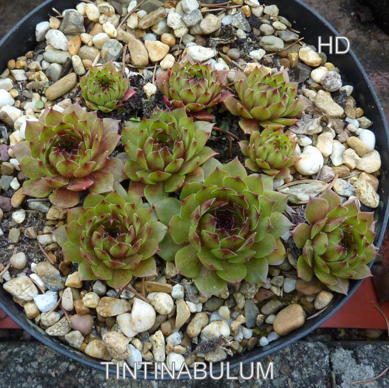 Tintinabulum