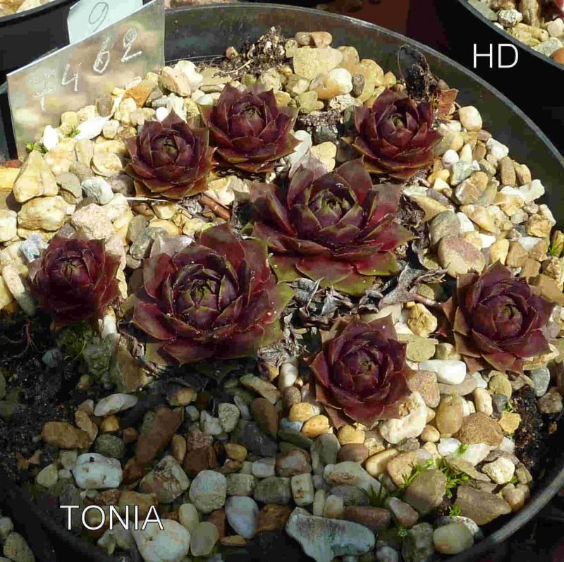 Tonia