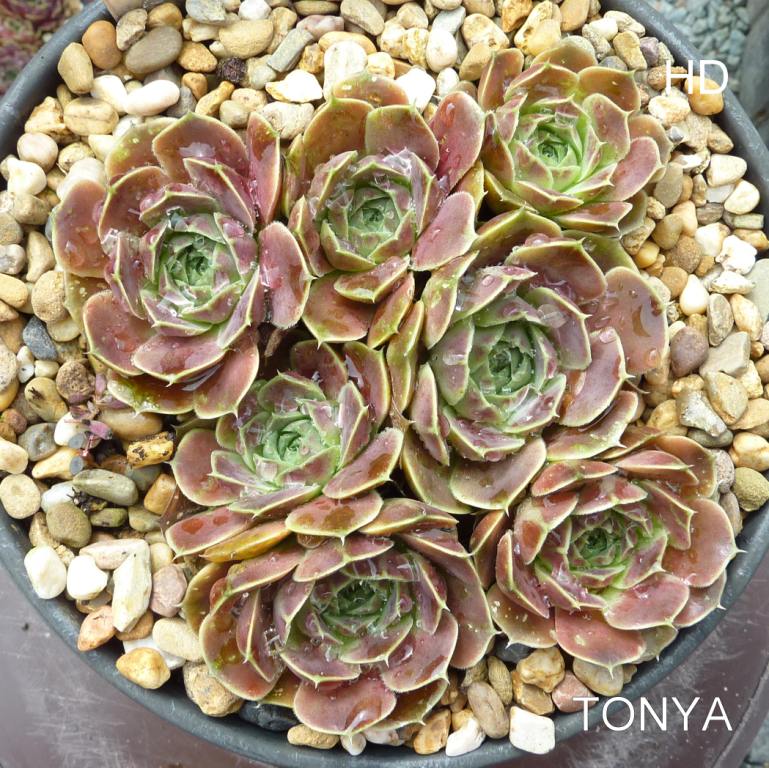 Tonya / Jovi