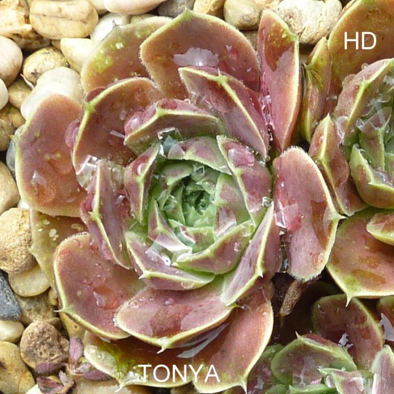 Tonya / Jovi