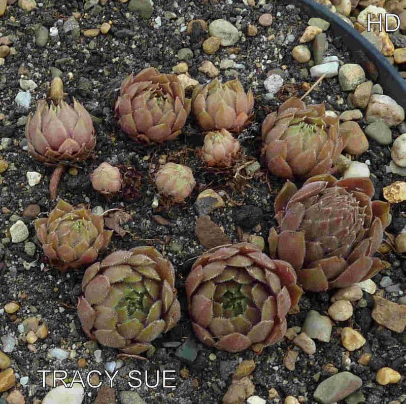 Tracy Sue