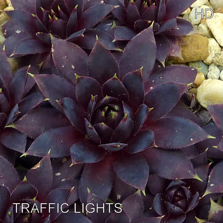 Traffic Lights