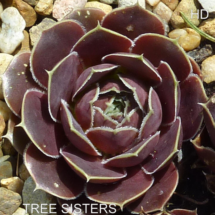 Tree Sisters / Jovi