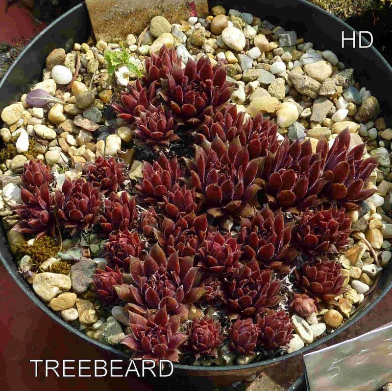 Treebeard