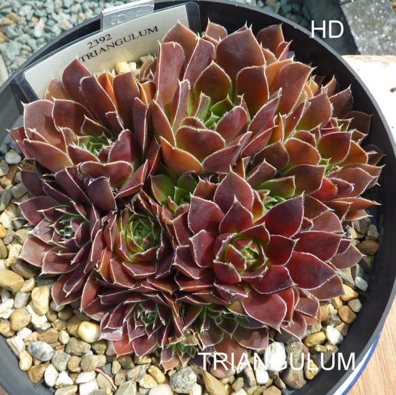 Triangulum / Jovi