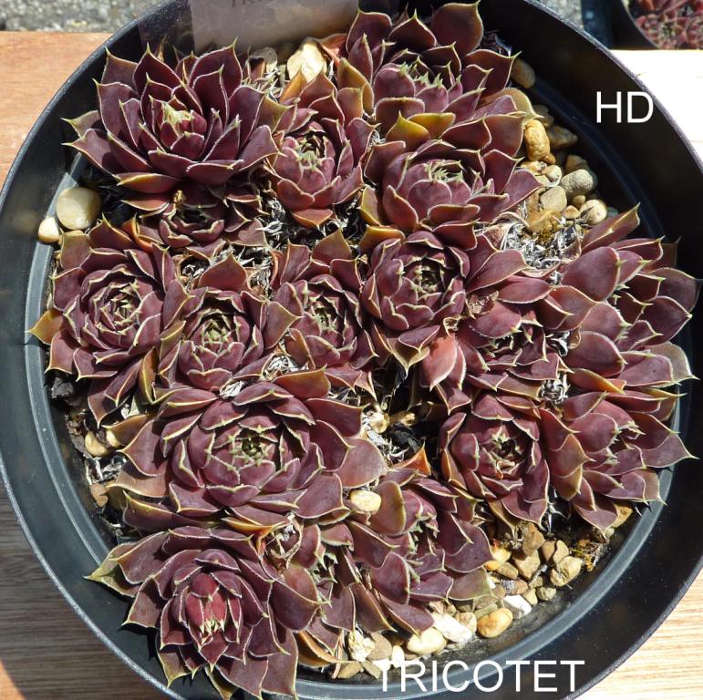 Tricotet / Jovi