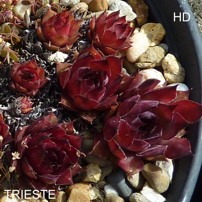 Trieste