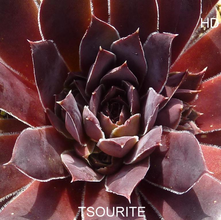 Tsourite / Jovi
