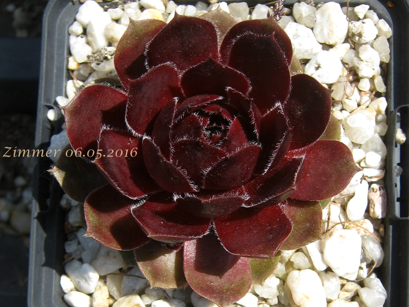 Tudor Rose