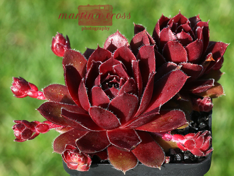 Tudor Rose