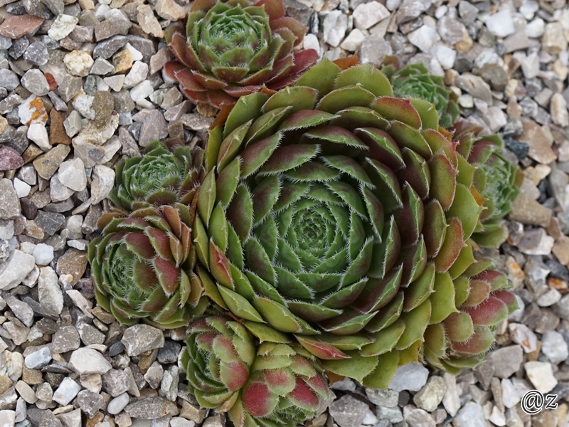Tudor Rose