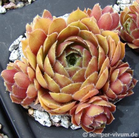 Tudor Rose