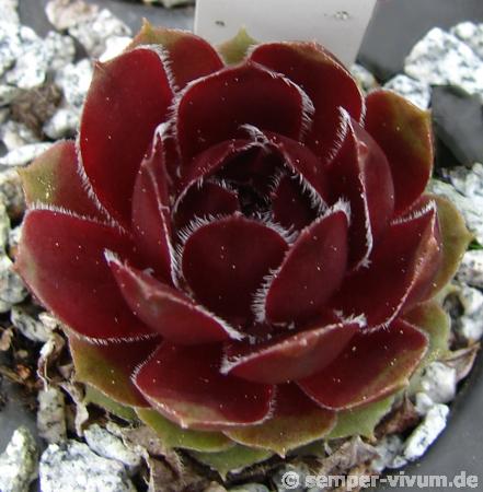 Tudor Rose