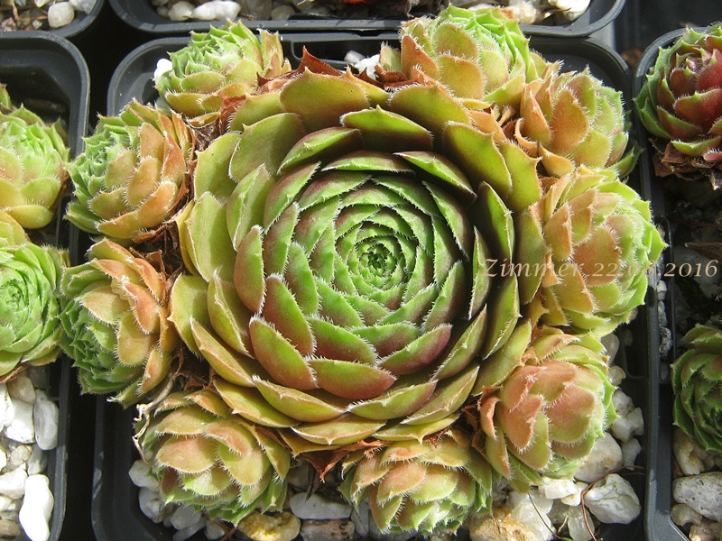 Tudor Rose