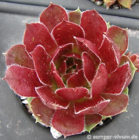 Tudor Rose
