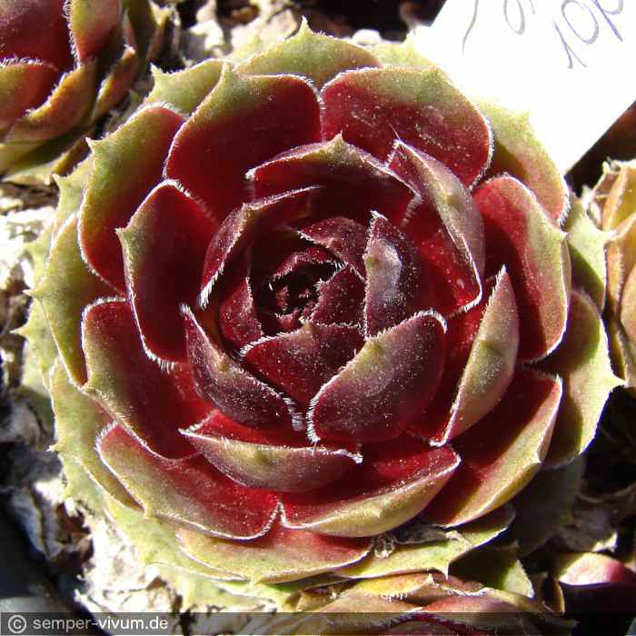 Tudor Rose