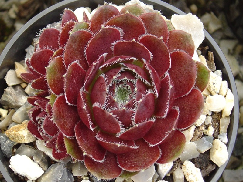 Tudor Rose