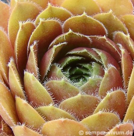 Tudor Rose
