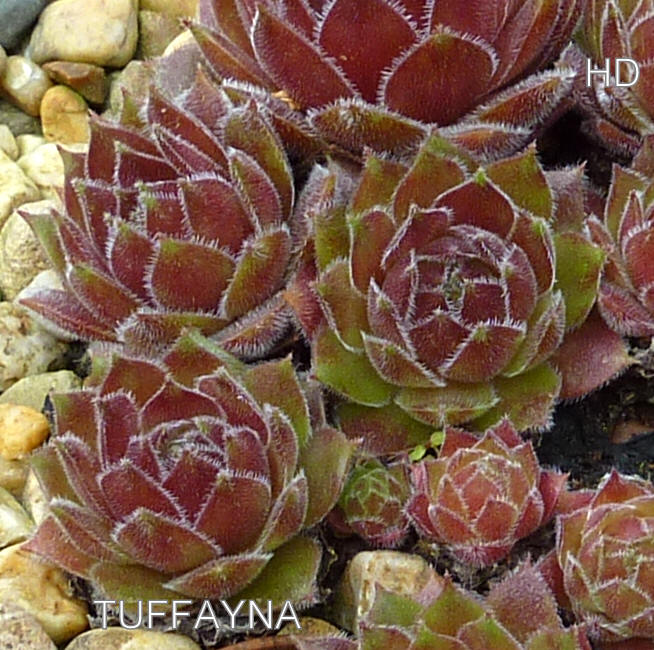 Tuffayna