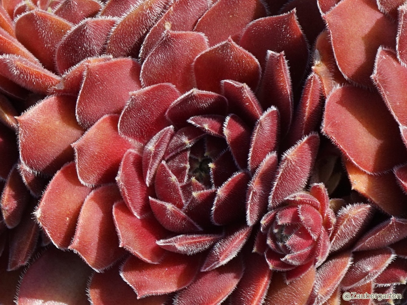 Tuffayna