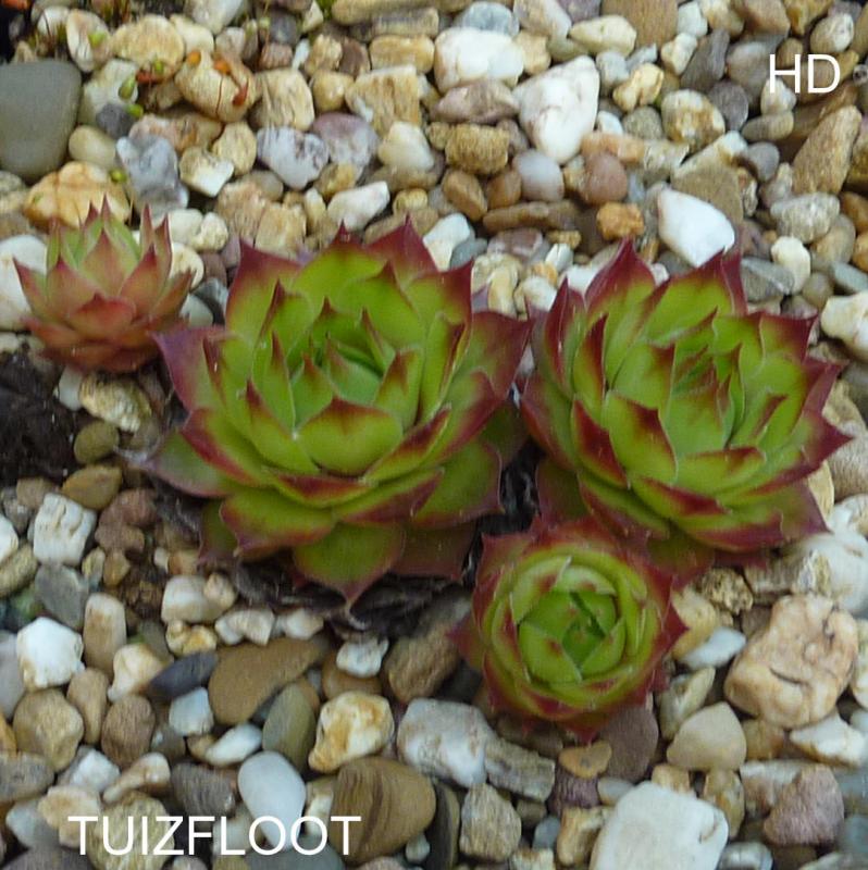 Tuiztfloot