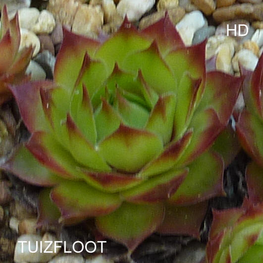 Tuiztfloot