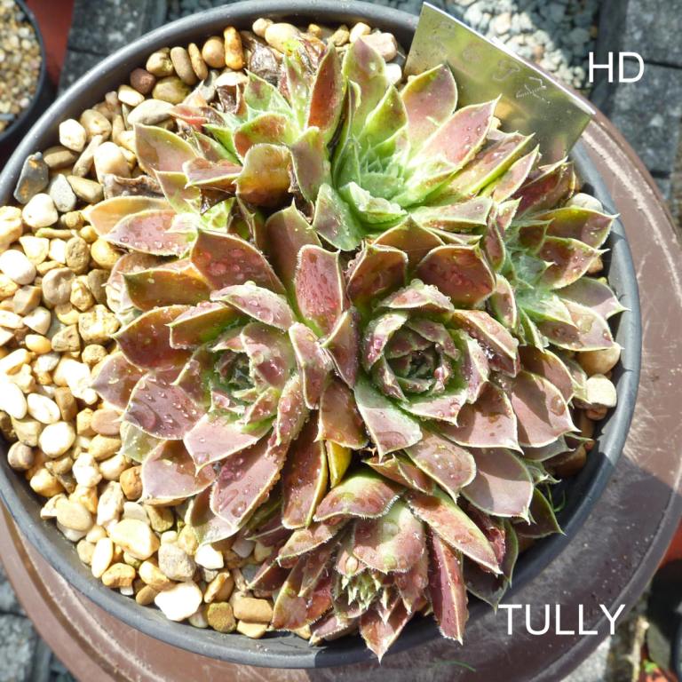 Tully / Jovi