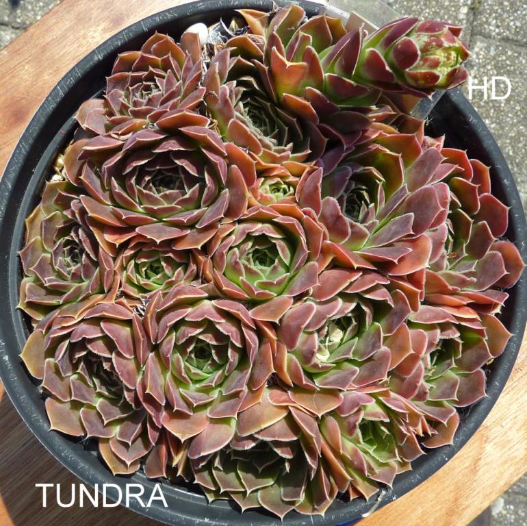 Tundra / Jovi