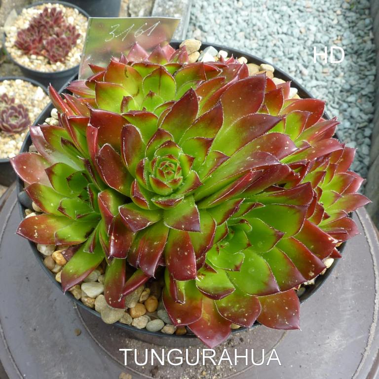 Tungurahua / Jovi
