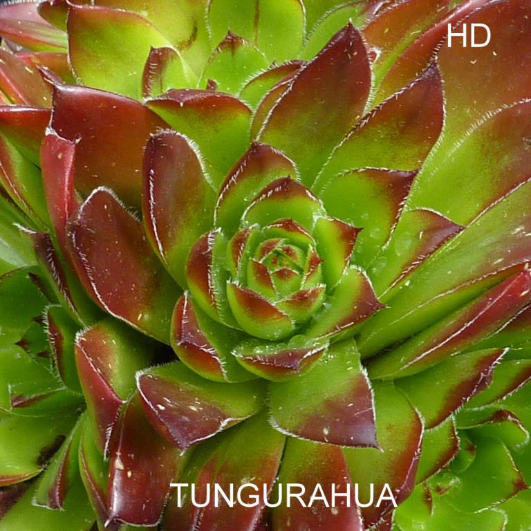 Tungurahua / Jovi