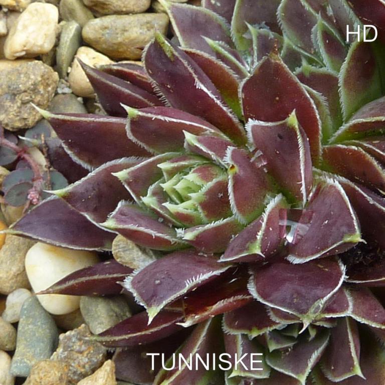 Tunniske / Jovi