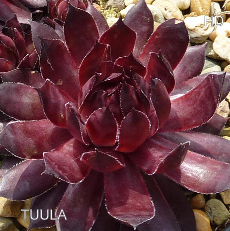 Tuula