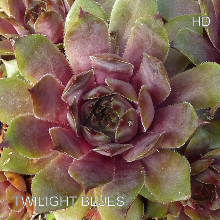 Twilight Blues