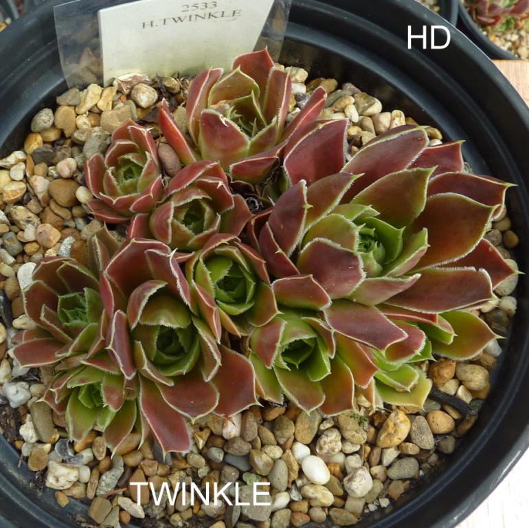 Twinkle / Jovi