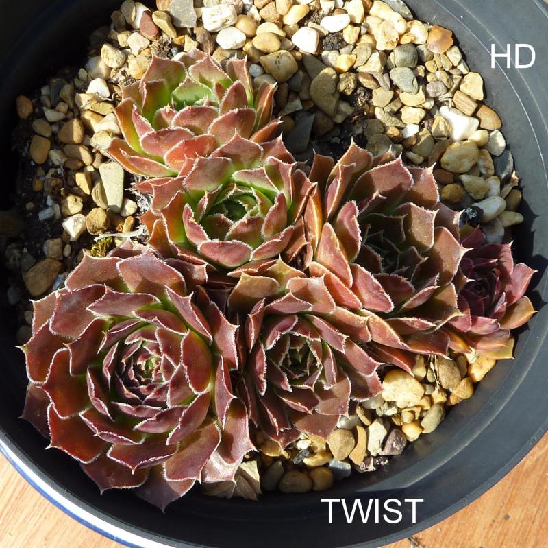 Twist / Jovi