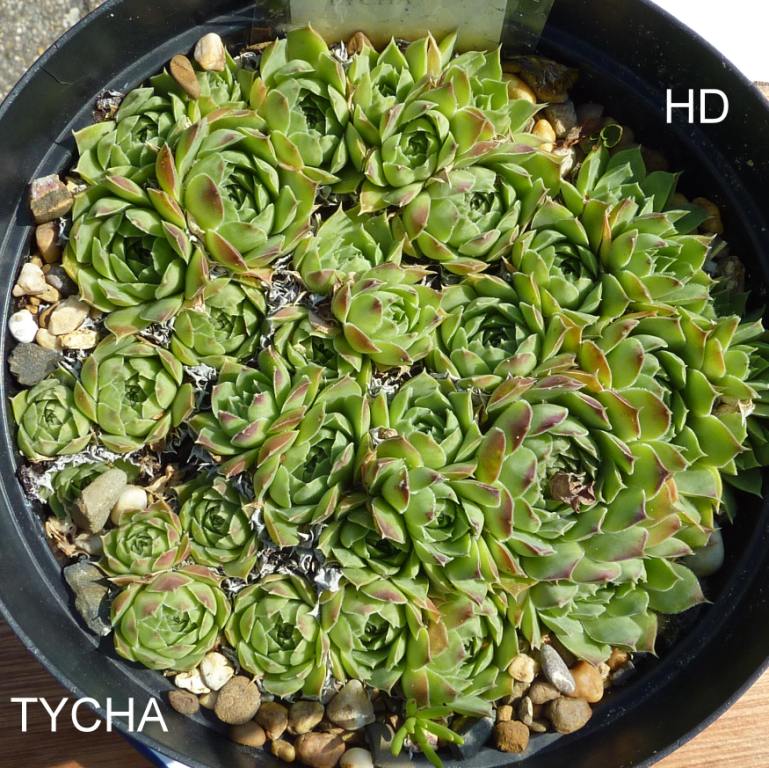 Tycha / Jovi