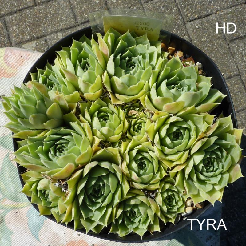 Tyra / Jovi