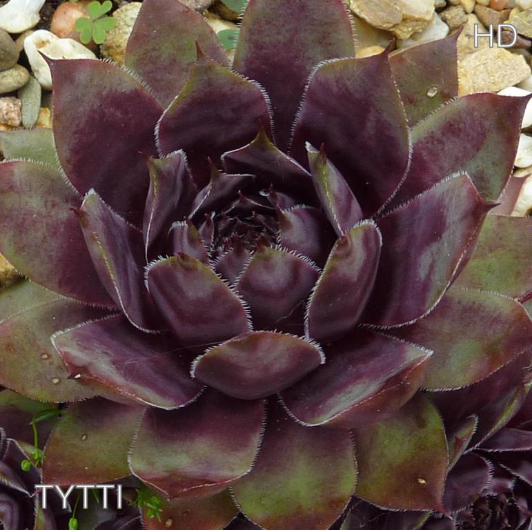 Tytti
